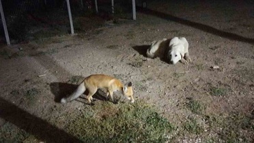 Eskişehir Sivrihisar'da tilki, ev sahiplerinin ikramıyla karnını doyurdu