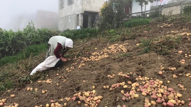 Güce yaylalarında nisan ayında toprakla buluşturulan patateslerin hasadı başladı