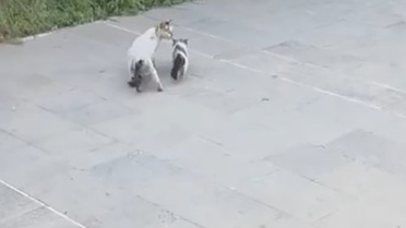 Havalandırma boşluğuna düşen yavru kediyi itfaiye kurtardı