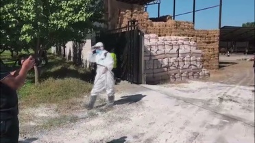 Iğdır'da şapla mücadelede 60 bin büyükbaş aşılandı, hedef 100 bin