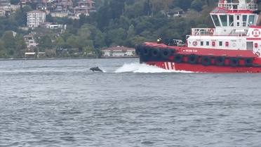İstanbul Boğazı'nda yunus sürüsü Kıyı Emniyeti gemisinin önünde görsel şölen sundu