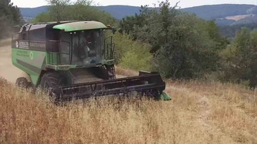 Kütahya Tavşanlı'da aspir hasadı sürüyor, üreticilere bol hasat dilendi