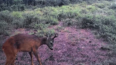 Tekirdağ'da Ganos Dağları'ndaki fotokapanlar karacaları yiyecek ararken görüntüledi