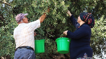 Antalya'da zeytin hasadı başladı, rekolte yüzde 30 artışla 70 bin tona çıkacak