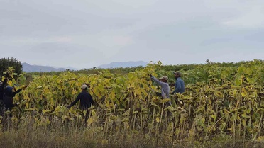 Tarım ve Orman ekipleri Bayburt Aydıntepe'de 350 dekarda üreticilere bilgi verdi