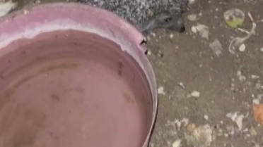 Bayburt'ta aynı evin önüne gelen kirpiye ekmek verildi, ardından tilki de geldi
