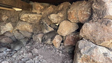 Diyarbakır Sur'da taşlar arasına sıkışan iki yavru köpek annelerine kavuşturuldu