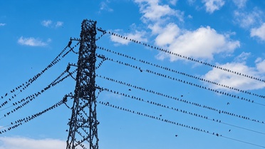 Erzincan Çayırlı'da binlerce kırlangıç göç yolunda elektrik tellerine kondu