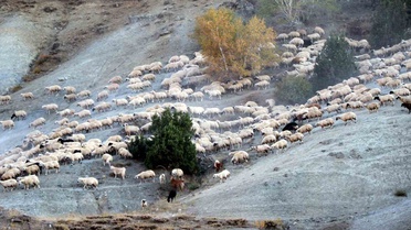 Munzur Dağları'ndaki yaylalarda 5 aylık sezon sona erdi, göçerler Erzincan'a dönüyor