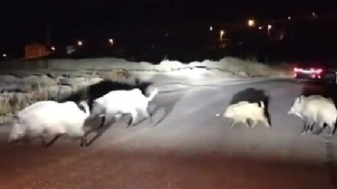 Karabük'te yolda domuz sürüsüyle karşılaşan kadın sürücü yavru domuza yol gösterdi