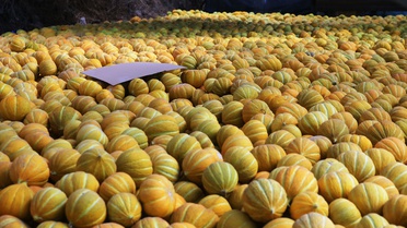 Muğla Menteşe'de Yayla kavunu ve Ata tohumu sebzelerinin hasadı yapıldı