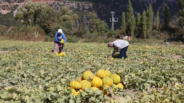 Muğla Menteşe'de Karabağlar Yaylası'nda Yayla kavunu ve Ata sebzesi hasadı yapıldı