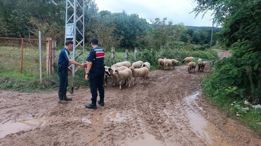 Samsun Bafra'da kaybolan 17 küçükbaş hayvanı jandarma dronla 3,5 km ötede buldu