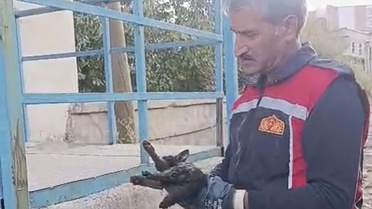 Yüksekova'da park halindeki araç motoruna sıkışan kedi itfaiye ekiplerince kurtarıldı