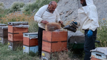 Ordulu arıcı Ekrem Özçelik, 50 yıldır Hakkari'de yaklaşık 500 kovanda bal üretiyor