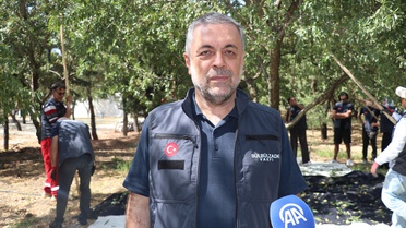 Gaziantep'teki Kurtuluş Ormanı'nda badem hasadı yabancı gönüllülerle sürüyor