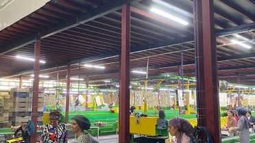 Hatay'da Mayer limonlarında ihracat öncesi pestisit kontrolü sürüyor