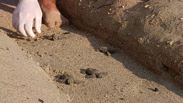 Sel gören Kuşadası Orsen plajındaki yuvadan 67 caretta yavrusu denize ulaştı