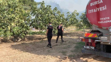 Mudanya'da ateş ağaçları tutuşturdu, Yunus Timleri yangını büyümeden söndürttü