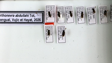 Erzurum'da bulunan yeni sinek türüne, 28 yıl önce ölen oğlu Abdullah'ın adını verdi