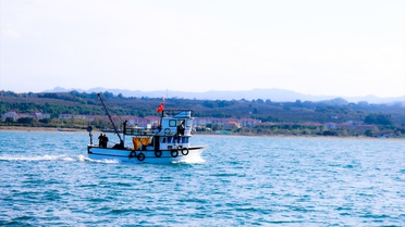 Sakarya Kocaali'de palamut bolluğu yaşanıyor, tekneden çifti 100-120 lirayı buluyor