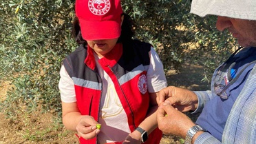 Salihli'de zeytin üreticilerine zeytin sineğine karşı ruhsatlı ürün uyarısı yapıldı