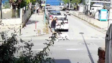 Sarıyer Kireçburnu'nda başıboş köpeklerin saldırıp bazı kişileri ısırdığı öne sürüldü