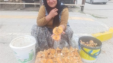 Çorum Osmancık Yoğurt Pazarı'nda kalınca mantarının kilosu 200-250 TL'ye satılıyor.
