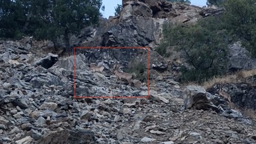 Çüngüş'te vatandaş, koruma altındaki dağ keçilerini cep telefonuyla görüntüledi