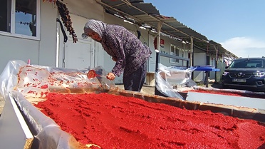 Gaziantep Nurdağı'nda konteyner kentte depremzede kadınlar sebze kurutup salça yapıyor