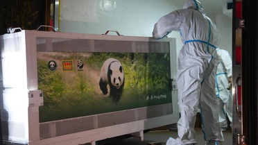 Pingping ve Fushuang, Chengdu'dan Atlanta Hayvanat Bahçesi'ne uçakla yola çıktı