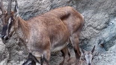 Artvin'de iki yaban keçisi yavrusu kayalıkta tırmanmayı öğrenirken kameraya yakalandı