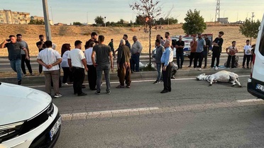 Batman Balpınar'da hafif ticari araç eşeğe çarptı, hayvan telef oldu