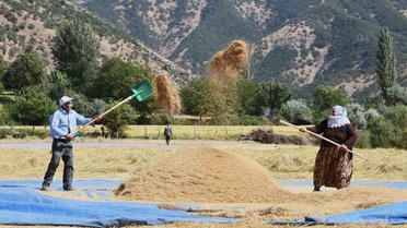 Bitlis Çeltikli'de çeltik hasadı başladı, ata tohumundan Şeyhciman pirinci üretiliyor