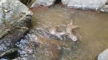 Istranca Dağları'ndaki dere ve su kaynaklarında yaşayan su samurları görüntülendi