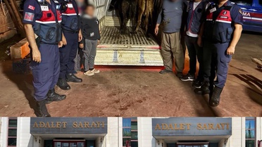 Korkuteli'de çalınan hayvanlar Burdur Çavdır'da satıldı, 1 şüpheli tutuklandı