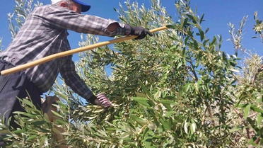 Mut'ta zeytin hasadı başladı, üreticiler 10-60 TL arası fiyatlardan memnun değiller