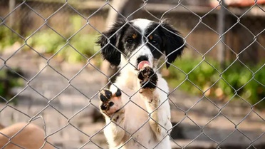 Mahkemeden sahipsiz köpek kararı: Ankara'daki besleme yasağı iptal edildi