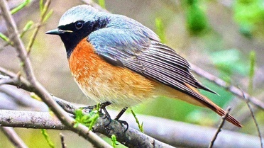 BirdLife raporu her 9 göçmen kuş türünden birinin yok olma riski taşıdığını bildirdi