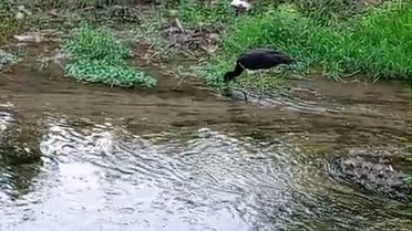 Bursa İnegöl'de nadir rastlanan kara leylek, dere kenarında beslenirken kaydedildi