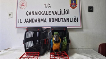 Çanakkale'de jandarmanın kaçakçılık operasyonunda 9 egzotik kuş ele geçirildi