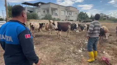 Gaziantep İslahiye'de kayıp 17 büyükbaş, kulak küpesiyle sahibine teslim edildi