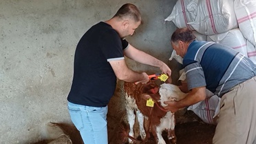 Şırnak'ta veteriner ekipleri Bahçelievler, Şehrinuh'ta hayvanları aşılayıp küpeliyor