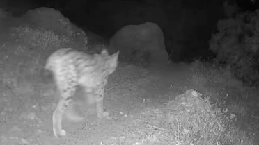 Tunceli Pülümür'de fotokapana kırmızı listedeki vaşak ve yaban hayvanları yansıdı