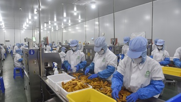 Zhong Bao, 2026 için Çin siparişleriyle kurutulmuş mango kapasitesini artırıyor