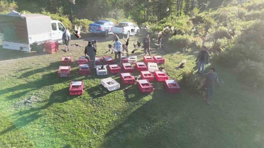 Zonguldak'ta DKMP ve jandarma ekipleri sülünleri doğal yaşam alanlarına bıraktı