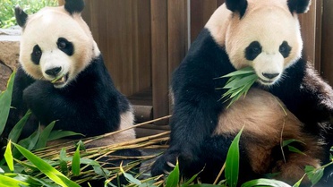 Dev panda ikizleri Rui Bao ile Hui Bao aralığın üçüncü haftasında Çin'e dönecek