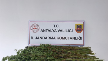 Antalya Serik'te jandarma ev ve arazide 80 kök kenevir bitkisi ele geçirdi