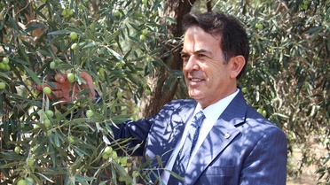 Antalya Zeytinpark'taki 1200 yıllık zeytin ağacından 80-90 kilogram ürün bekleniyor