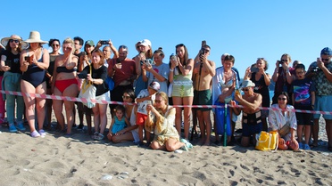 Kemer Çıralı'da caretta sezonu bitti, 117 yuvadan 3 bin 458 yavru denize ulaştı